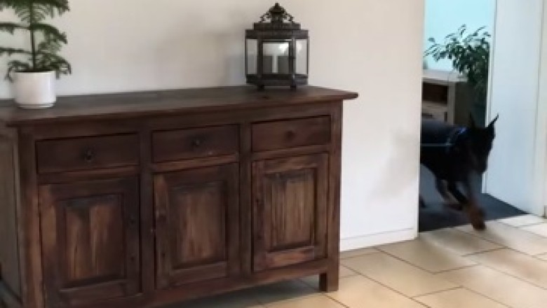 Dizzy Doberman Spins into Hilarity: The Ultimate Pet Comedy!