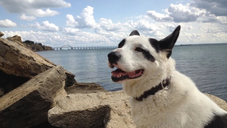 From Abandonment to Adventure: The Heartwarming Rescue of Belyash the Dog