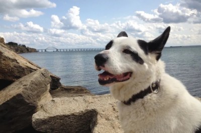 From Abandonment to Adventure: The Heartwarming Rescue of Belyash the Dog