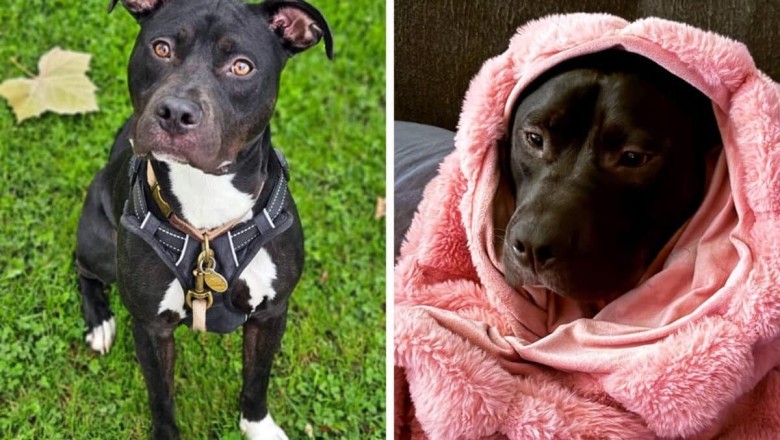 From Frightened to Fearless: The Transformation of Buster
