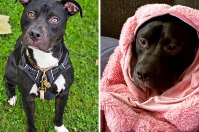 From Frightened to Fearless: The Transformation of Buster