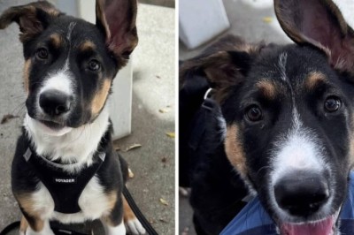 Meet Tidus: The Adorable Puppy Ready to Transform Your Life!