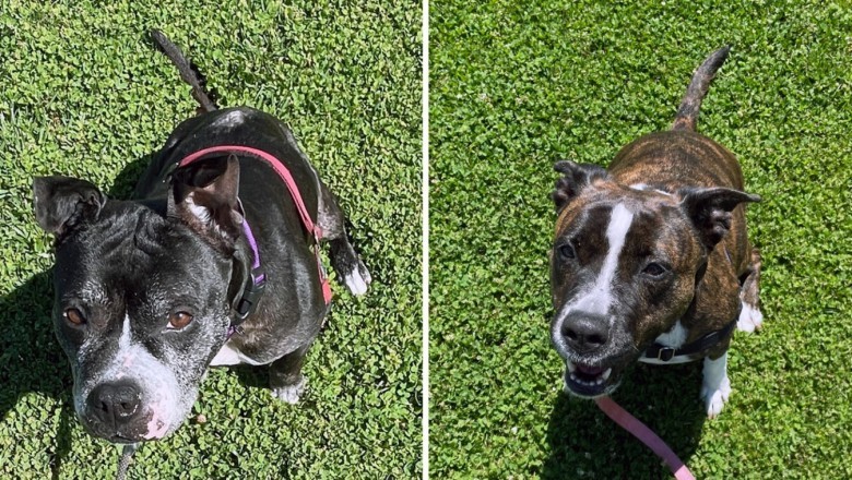 Rescue Stories: Inside the Heart of a Shelter and the Dogs That Inspire Hope