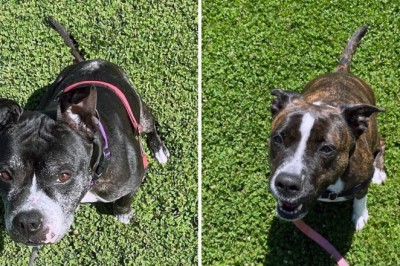 Rescue Stories: Inside the Heart of a Shelter and the Dogs That Inspire Hope