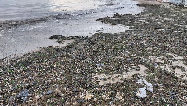 Black Tides: The Fight for Survival on the Kerch Coast