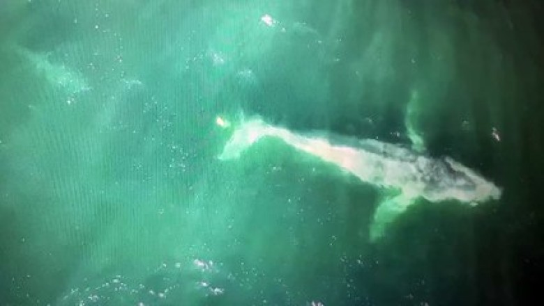 Dramatic Rescue: Humpback Whale Tangled in Rope with Shark in Pursuit Caught on Camera
