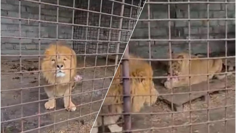 From Cruelty to Freedom: The Amazing Rescue Journey of Two Lions