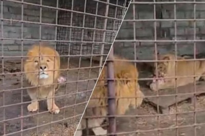 From Cruelty to Freedom: The Amazing Rescue Journey of Two Lions