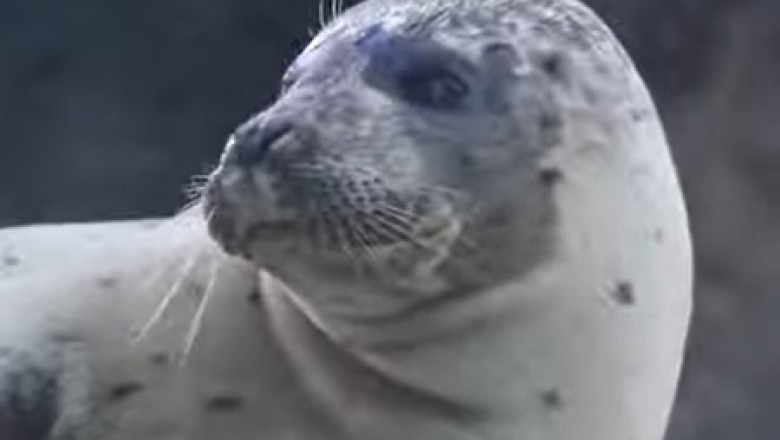 Trapped Between Ice and a Hard Place: The Survival Secrets of Seals in a Warming World