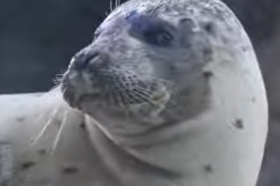 Trapped Between Ice and a Hard Place: The Survival Secrets of Seals in a Warming World