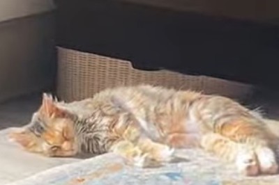 Cats vs. Gravity: Hilarious Feline Fails That Will Make You Laugh Out Loud!