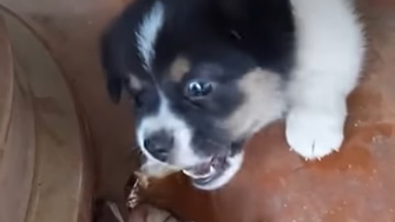 Epic Pet Fails: The Ultimate Compilation of Funny Furballs!