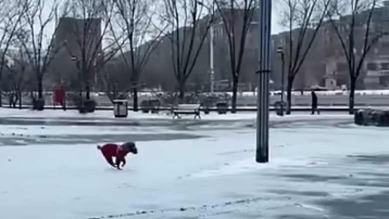 Epic Showdown: The Goofy Dog vs. Sassy Cat!