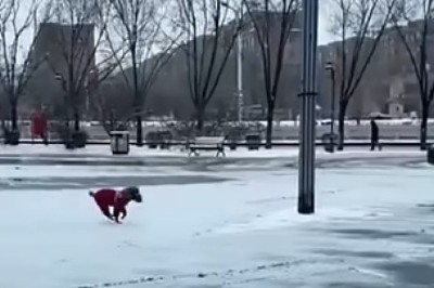 Epic Showdown: The Goofy Dog vs. Sassy Cat!