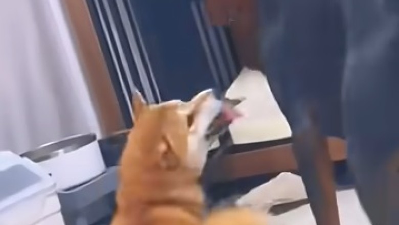 Hilarious Pet Antics: The Ultimate Compilation of Furry Funnies!