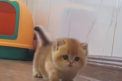 Kittens Gone Wild: Adorable Shenanigans That Will Melt Your Heart!