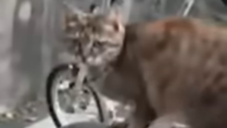Paws of Laughter: The Funniest Pet Fails You Can't Miss!