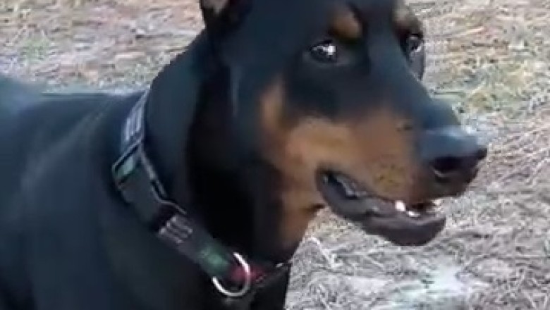 Doberman Dilemmas: Hilarious Moments You Won't Believe!
