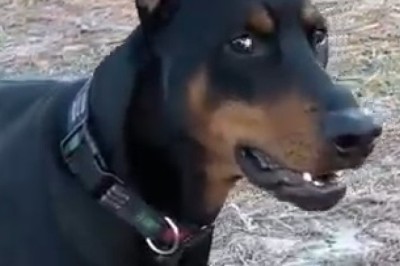 Doberman Dilemmas: Hilarious Moments You Won't Believe!