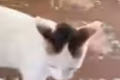 Pet Comedy Club: The Furry Stand-Up Performers You Didn’t Know You Needed!