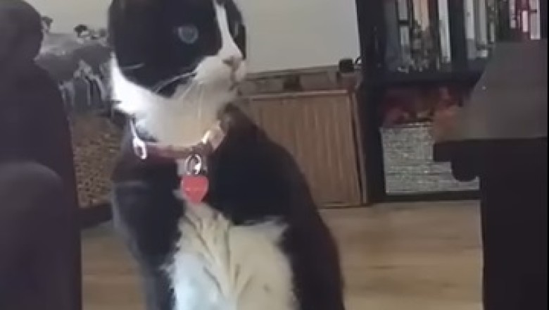 When Pets Get Creative: Hysterical Moments You Can’t Miss!