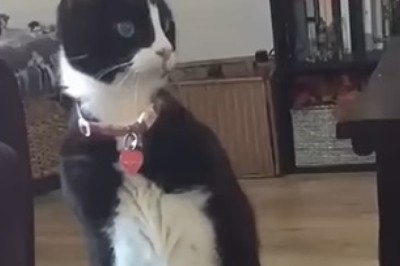 When Pets Get Creative: Hysterical Moments You Can’t Miss!