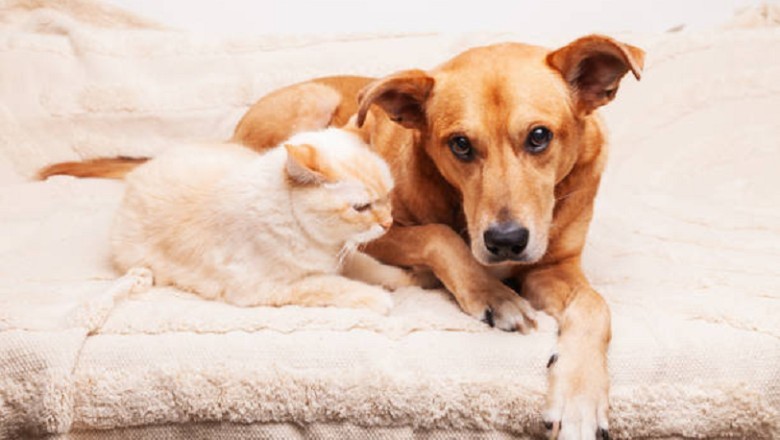 Cracking the Code. How to Decode Your Dog's Pessimistic Body Language Towards Cats?