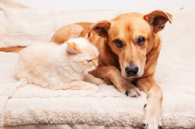 Cracking the Code. How to Decode Your Dog's Pessimistic Body Language Towards Cats?