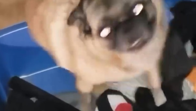 Disco Dog: The Canine Dance Sensation!