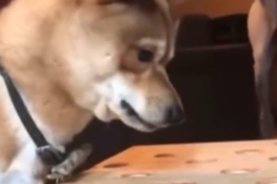 Dog's EPIC Snack Attack!