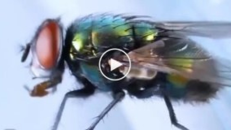 Fly-Tastic Fail: When Cleanliness Costs an Insect Its Head!