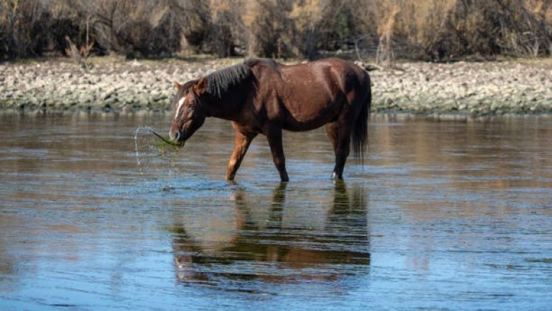 The Pond Mystery How One Farmer's Quest Uncovered Nature's Hidden Secrets