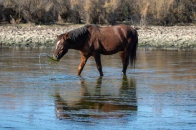 The Pond Mystery How One Farmer's Quest Uncovered Nature's Hidden Secrets