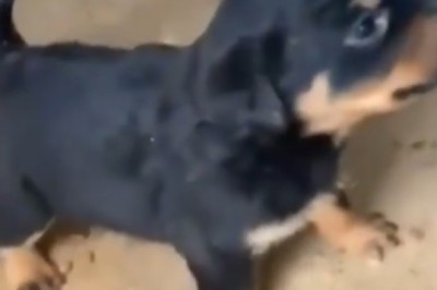 Tiny but Mighty: The Fiercest Puppy Growl Ever!