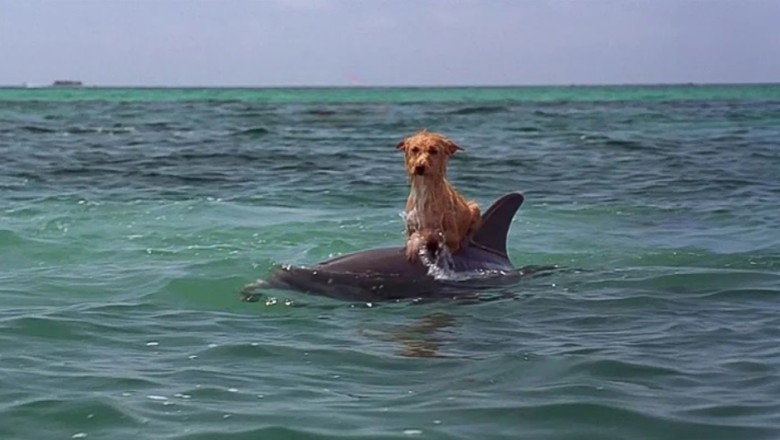 Unbelievable Rescue: Dog Surfing on Dolphin Sparks Heart-Pounding Race Against Time!