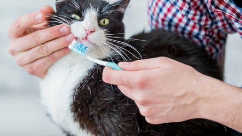 Unlock the Secret to Perfect Feline. Dental Health: Expert Tips Every Cat Owner Needs to Know