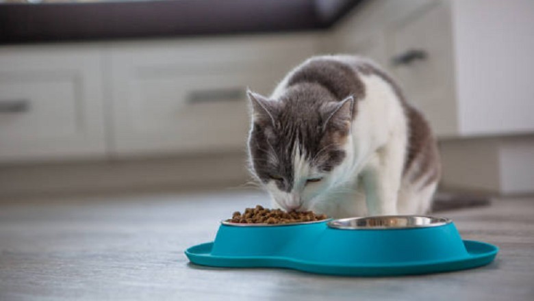 Why Your Cat is Eating More Than You Think- The Hidden Health Risks You Need to Know