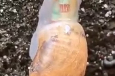 Zombie Snail: The Parasitic Worm's Creepy Takeover!