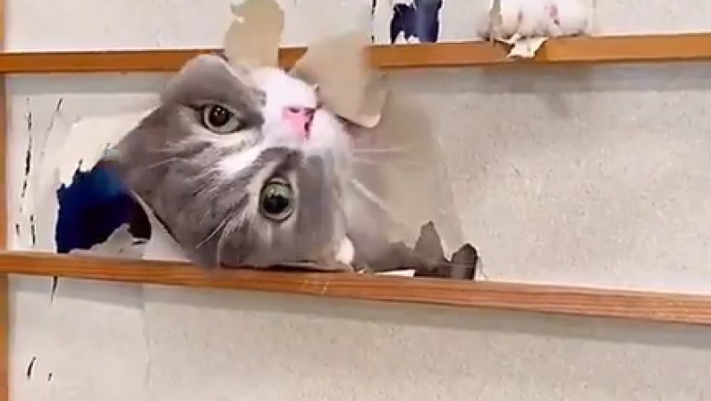 Cat vs. Wall: The Epic Showdown Ends in Pure Chaos!