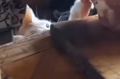 Caught in the Act: Sneaky Cat Snatches Dinner Like a Pro!