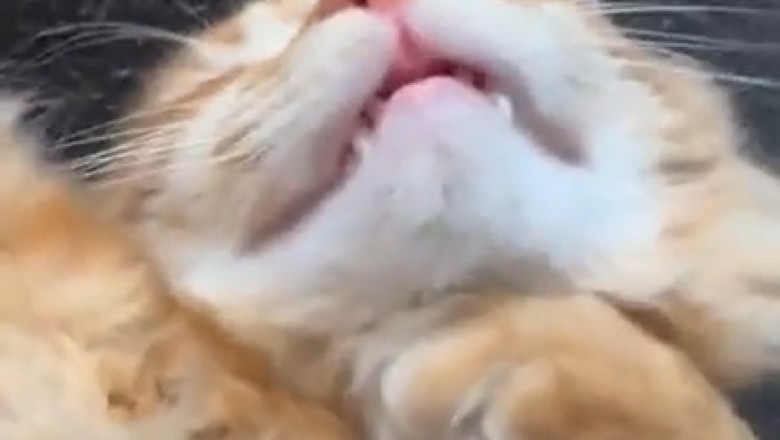 Dine or Whine: The Epic Cat Food Showdown!