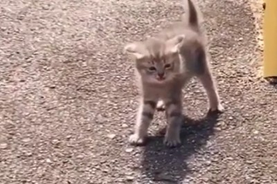 Lost and Adorable: The Hilarious Adventures of a Streetwise Kitten!