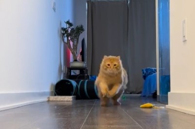 The Great Cat Olympics: Feline Sprint to Glory!