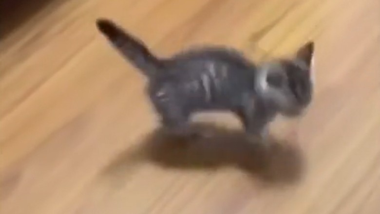 Tiny Paws, Big Moves: The Cutest Kitten Dance Party!