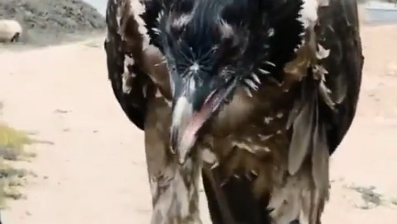 When Nature Goes Wrong: Bird vs. Goat Leg