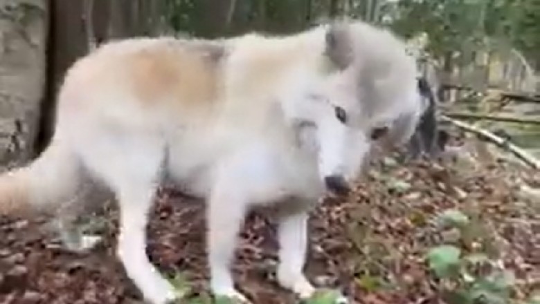 When Wolf Dogs Just Want to Be Regular Pets