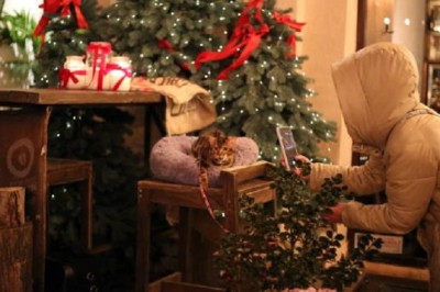 How to Spot Early Signs of Illness in Your Pet