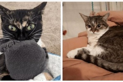 Another Scrumpdillyicious Dump Of Hisstercial Cat Memes: World's Largest Collection of Feline Funnies!