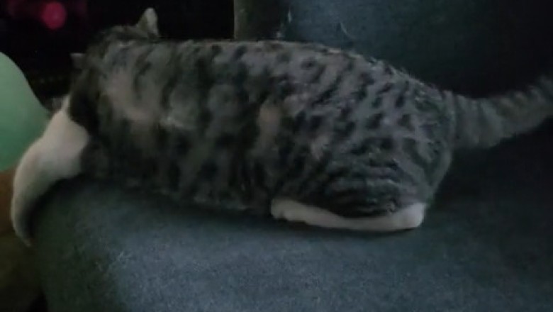 Cat's Hilarious Fun Time: Must-See Funny Video!