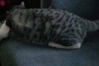 Cat's Hilarious Fun Time: Must-See Funny Video!